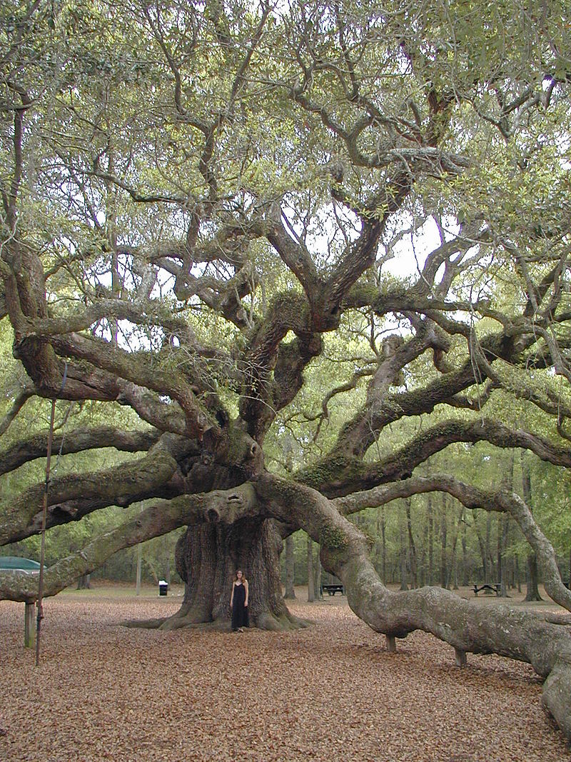 Angel_Oak_April_2005.jpg